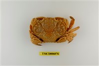 藏品(銅鑄熟若蟹)的圖片